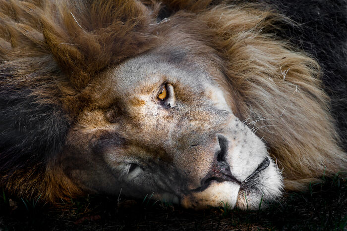 Here Are My Best Animal Photographs Taken In The Past Year (30 Pics)