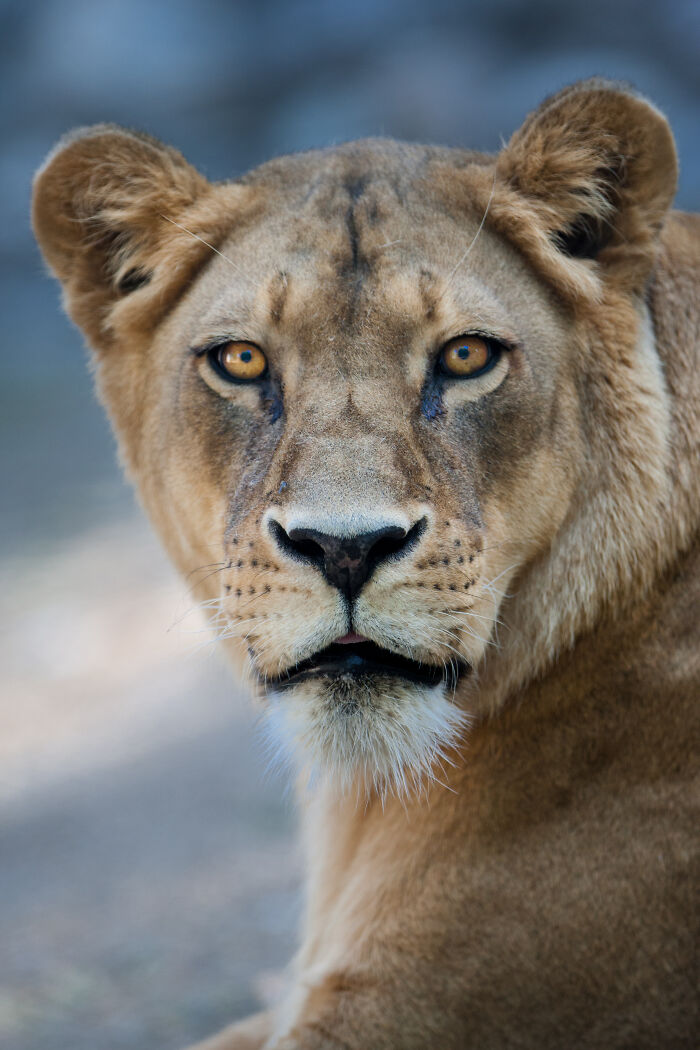 Here Are My Best Animal Photographs Taken In The Past Year (30 Pics)