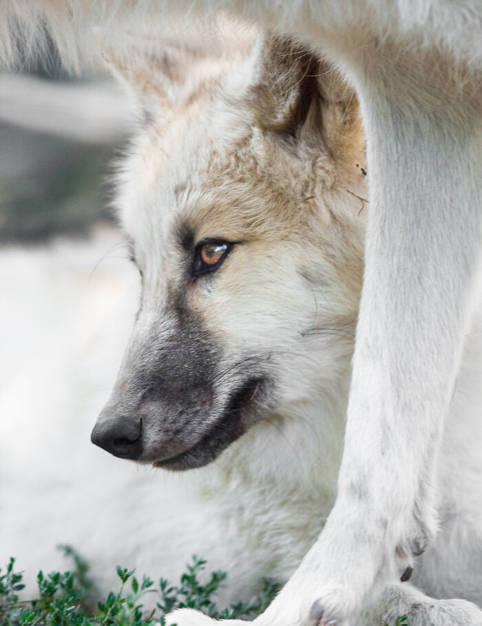 Here Are My Best Animal Photographs Taken In The Past Year (30 Pics)