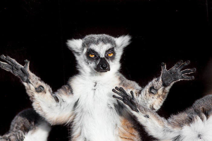 Here Are My Best Animal Photographs Taken In The Past Year (30 Pics)