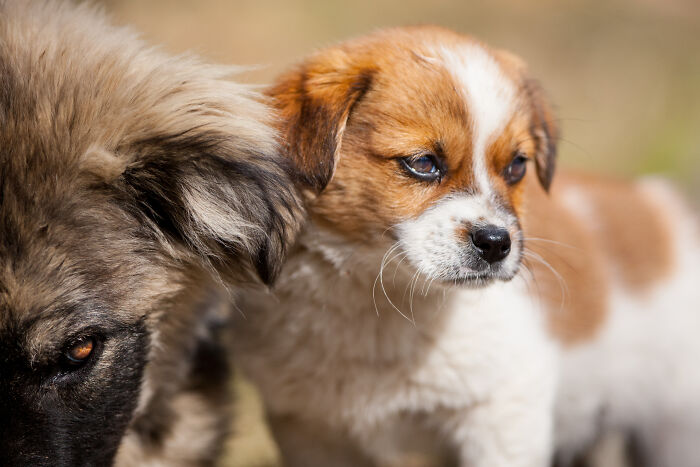 Here Are My Best Animal Photographs Taken In The Past Year (30 Pics)