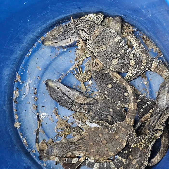 Six People Caught Trying To Smuggle 87 Animals In Major Wildlife Trafficking Bust