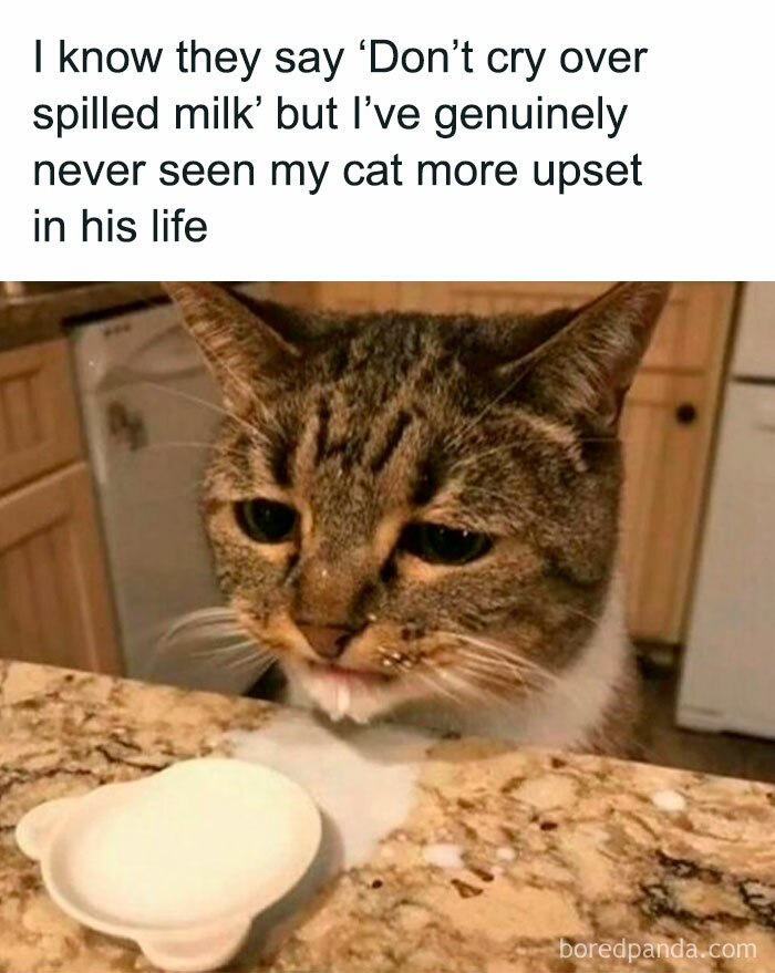 Random-Funny-Memes-Pickuplines