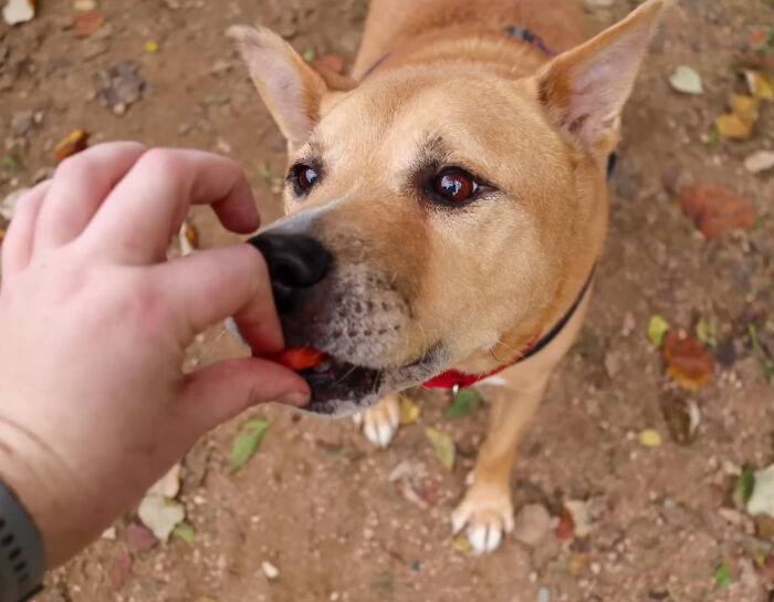 Adorable Video Showing Senior Dog Turning Into A Puppy Thanks To His New Owner - 8