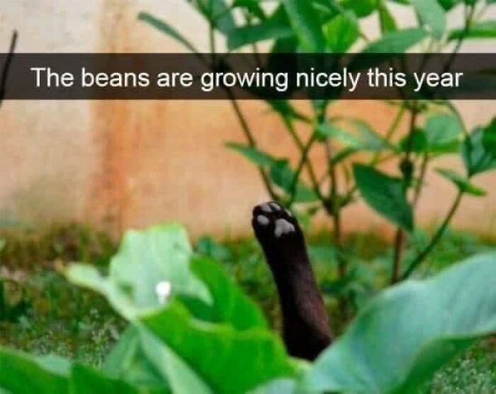 Funny-Nice-Relatable-Memes