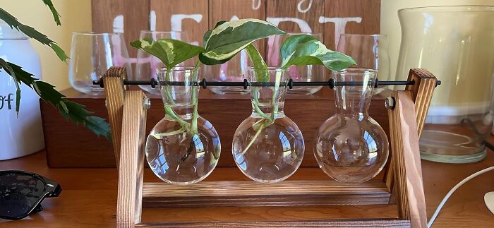Bring Nature Inside: Wooden Stand Terrarium, A Perfect Green Touch!