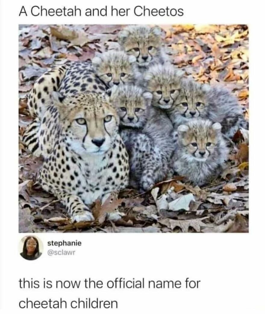 Can We Refer To Baby Ocelots As Ocelittles?