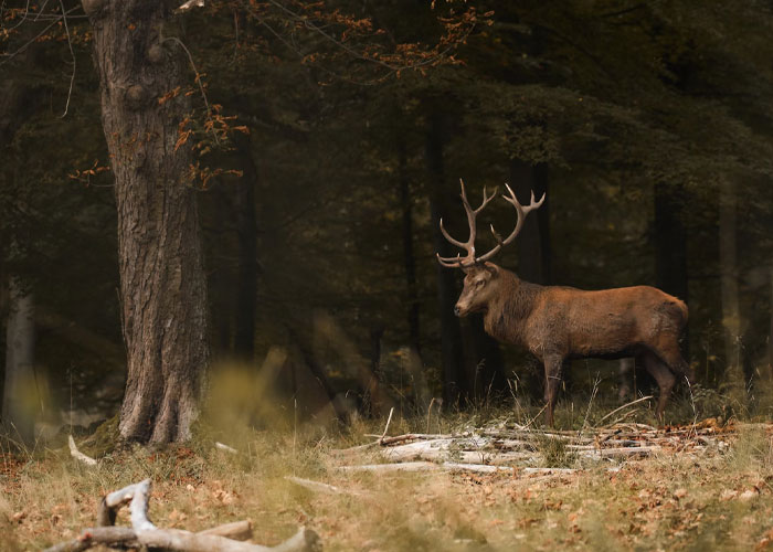 Deer standing in a forest clearing surrounded by autumn leaves, illustrating surprising things people didn't know late in life.