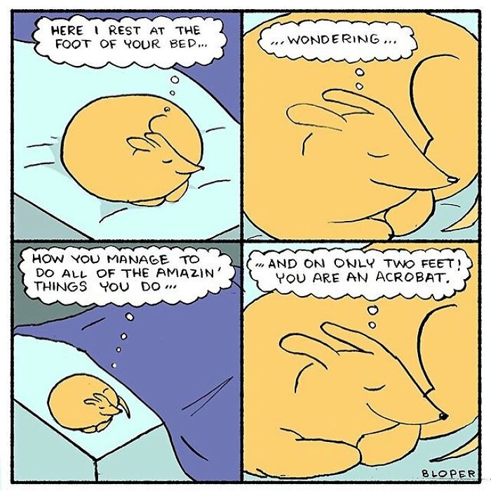 Meet Hammy, The Yellow Dog Who Conquered The Internet With His Unique Personality