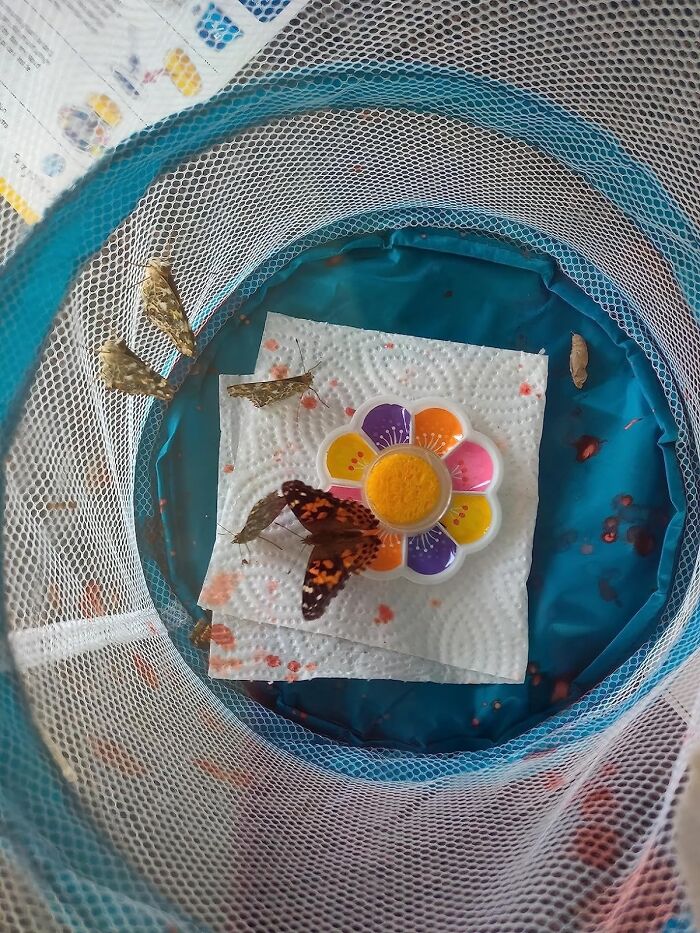 Wing It With Science: Grow Your Own Butterflies With Nat Geo Butterfly Kit