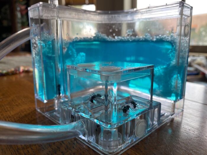 Ant farm hobby setup with ants inside clear plastic containers filled with blue gel on a wooden table.