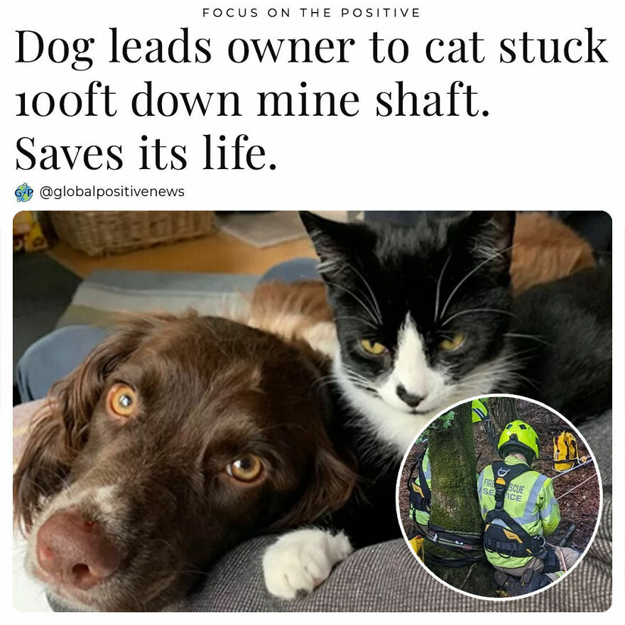 A Cat Named Mowgli Went Missing, And His Owner, Michele Rose, Couldn't Find Him Anywhere