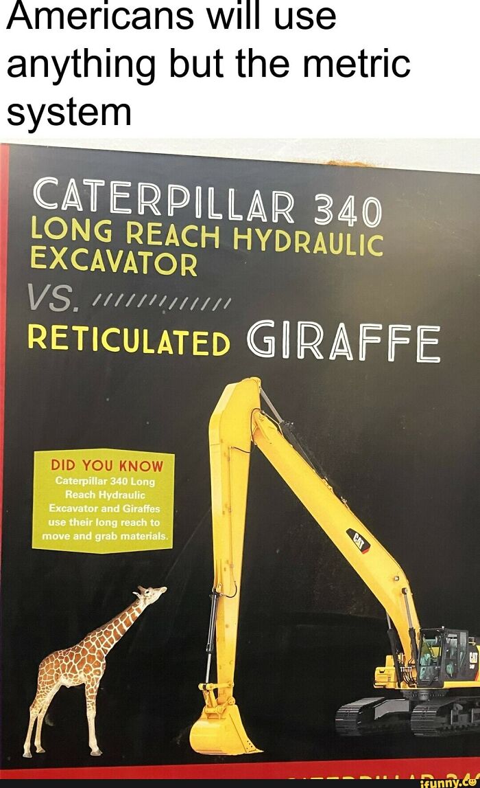 Reticulated Giraffe