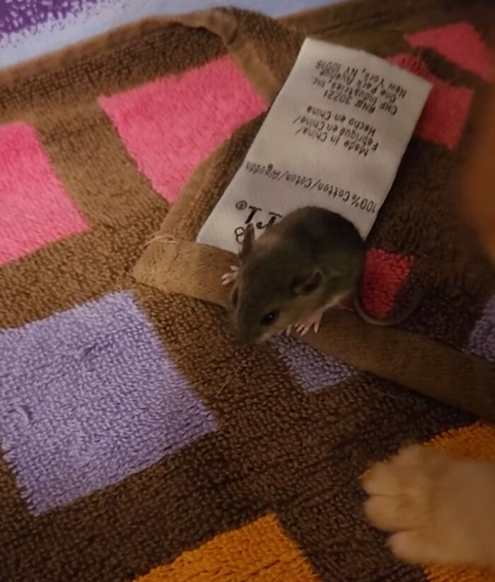 Touching Moment Mama Cat Adopts A Mouse As A Part Of Her Newest Litter Touching Moment Mama Cat Adopts A Mouse As A Part Of Her Newest Litter