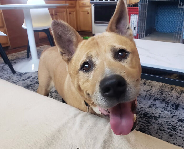 Adorable Video Showing Senior Dog Turning Into A Puppy Thanks To His New Owner - 11