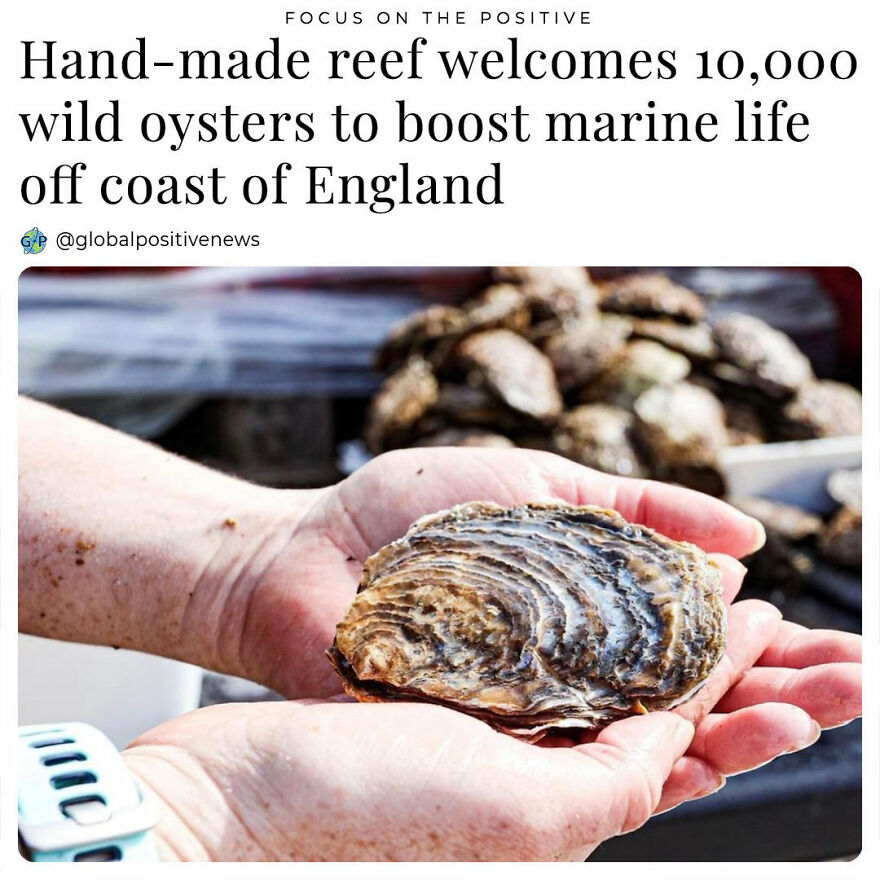 Oysters Are Essential For The Ocean’s Health As They Filter Water, Serve As Tidal And Storm Barriers, Prevent Erosion, And Protect Estuaries