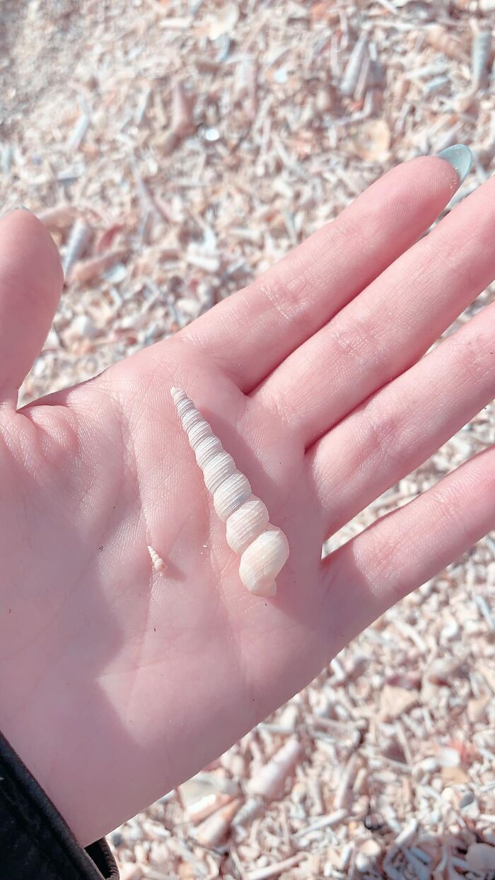 I Made Jewellery Using Shells From An Enchanting Beach