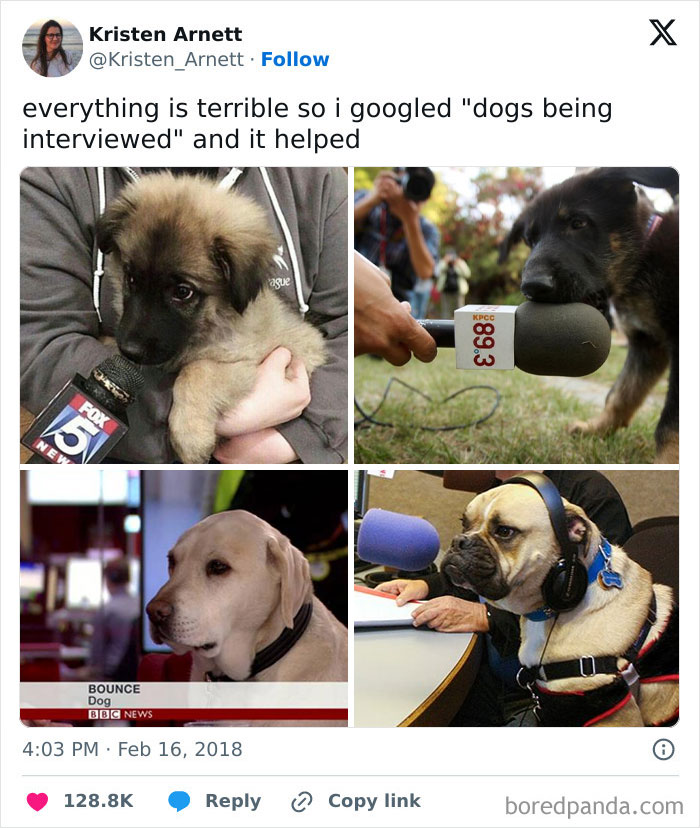 Dogs Being Interviewed