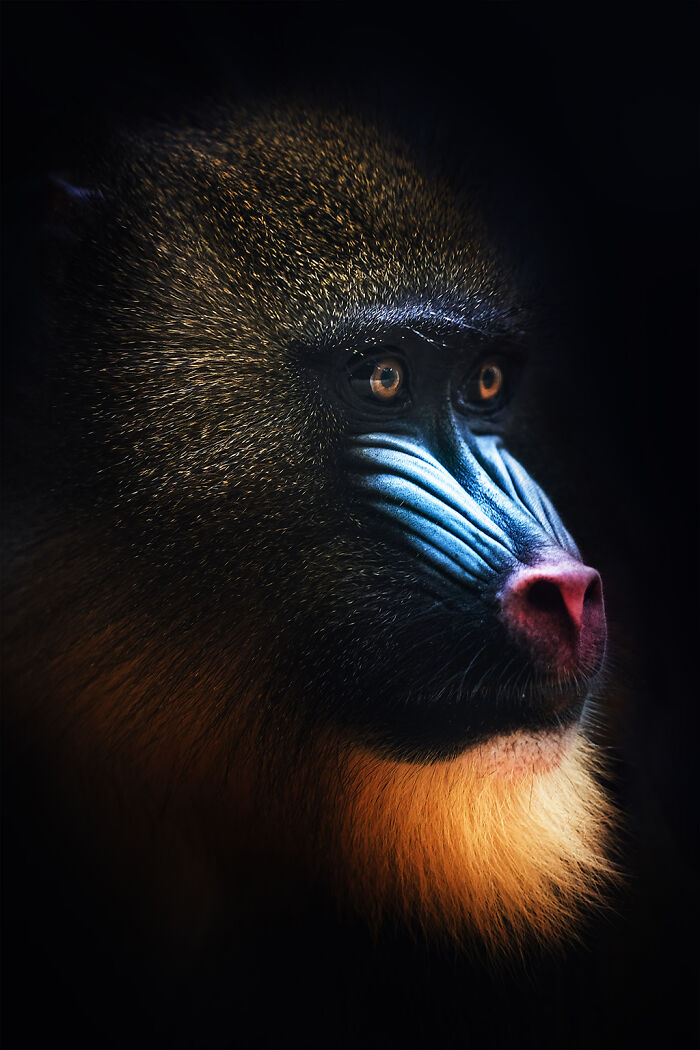 Mandrill