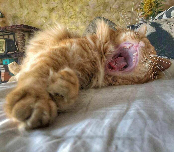 Woman-Documents-Italian-Cat-Daily-Life