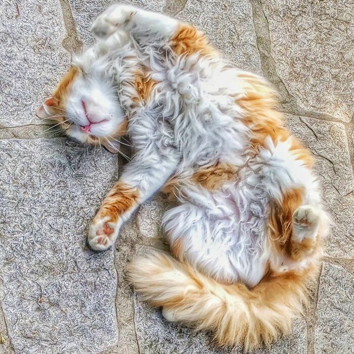 Woman-Documents-Italian-Cat-Daily-Life