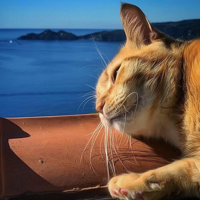 Woman-Documents-Italian-Cat-Daily-Life