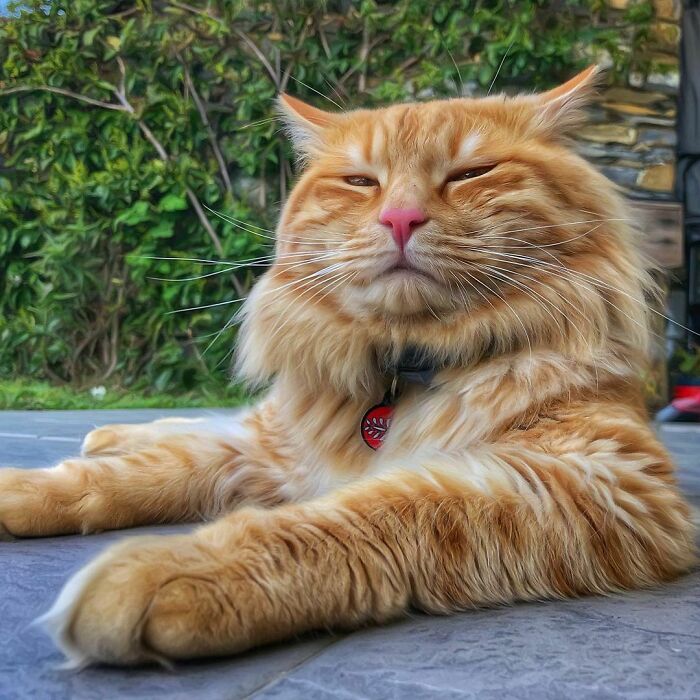 Woman-Documents-Italian-Cat-Daily-Life