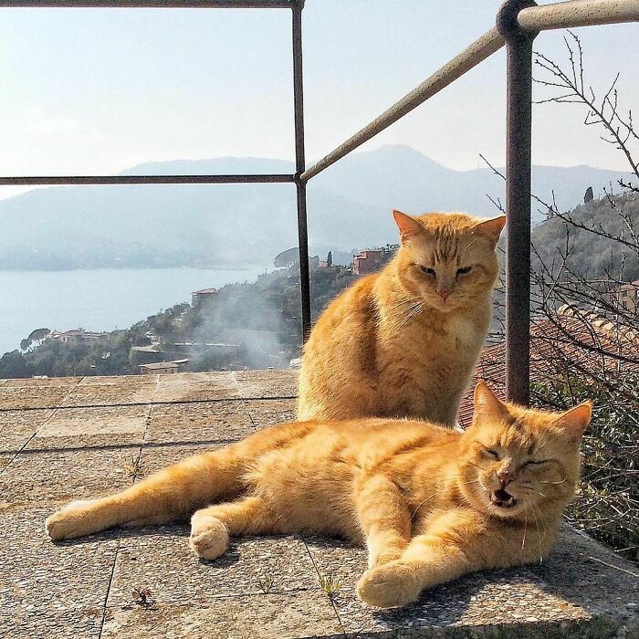 Woman-Documents-Italian-Cat-Daily-Life