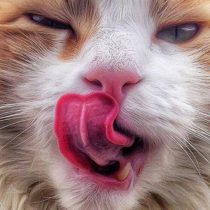 Woman-Documents-Italian-Cat-Daily-Life