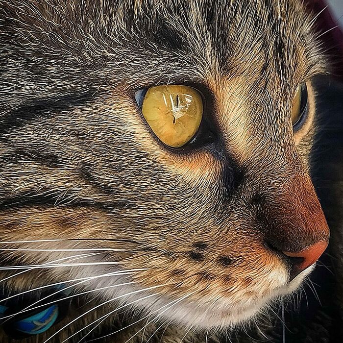 Woman-Documents-Italian-Cat-Daily-Life