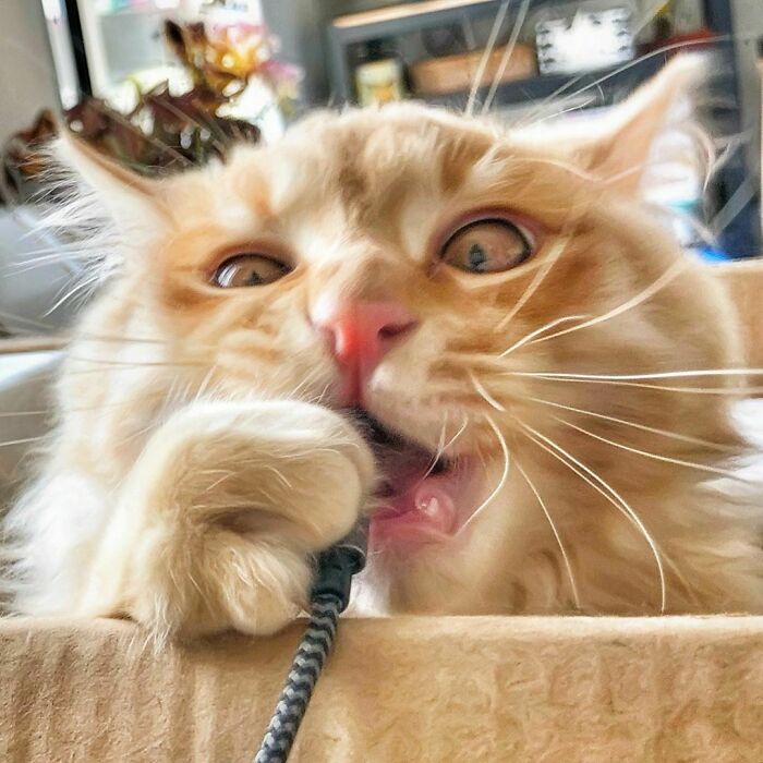 Woman-Documents-Italian-Cat-Daily-Life