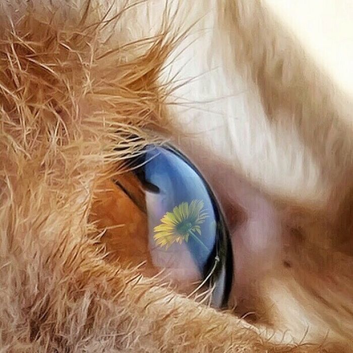 Woman-Documents-Italian-Cat-Daily-Life