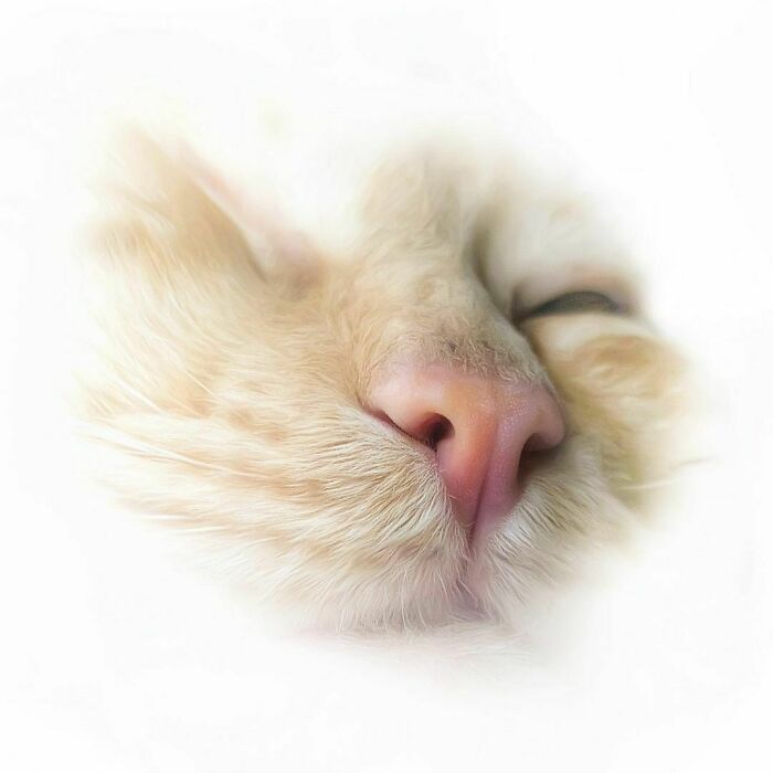 Woman-Documents-Italian-Cat-Daily-Life