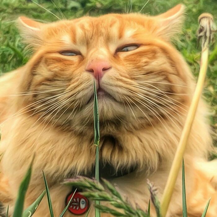 Woman-Documents-Italian-Cat-Daily-Life