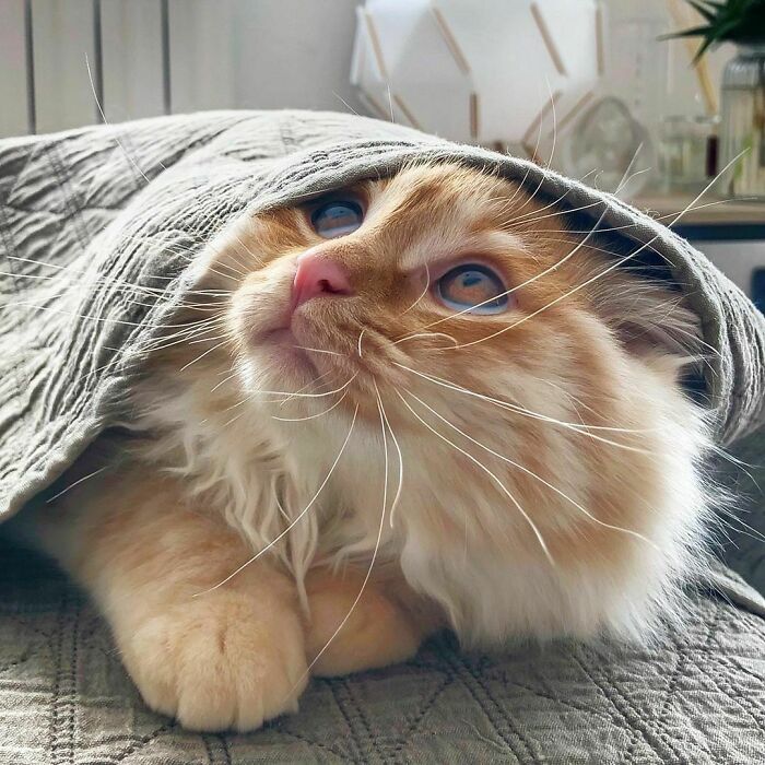 Woman-Documents-Italian-Cat-Daily-Life