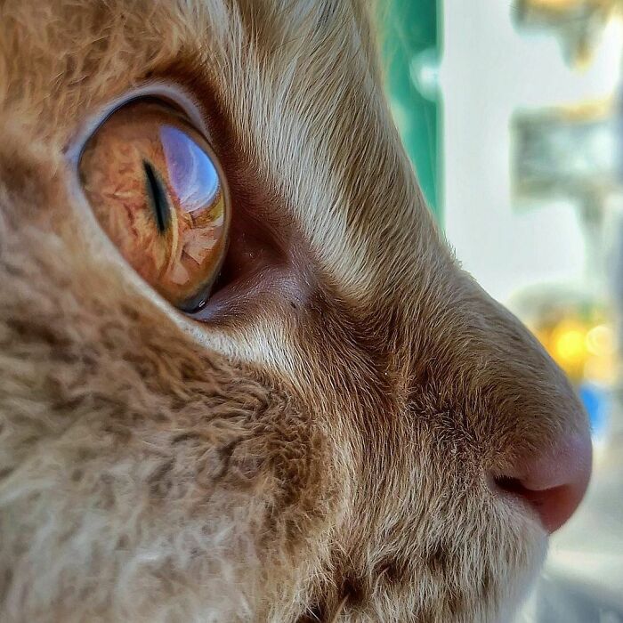 Woman-Documents-Italian-Cat-Daily-Life