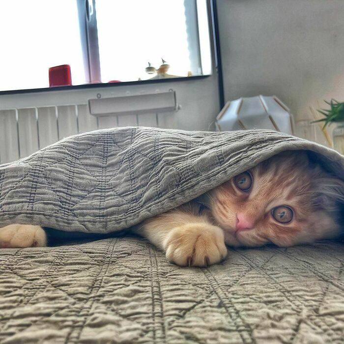 Woman-Documents-Italian-Cat-Daily-Life