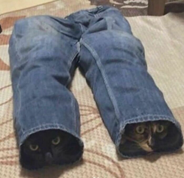 I’m Just Like You: I Put My Pants On One Cat At A Time