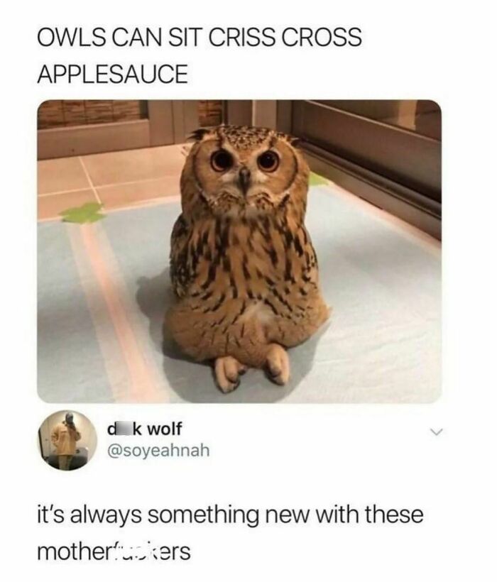 Funny-Relatable-Animal-Memes