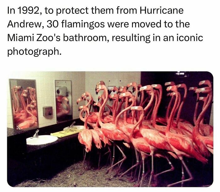 Funny-Relatable-Animal-Memes