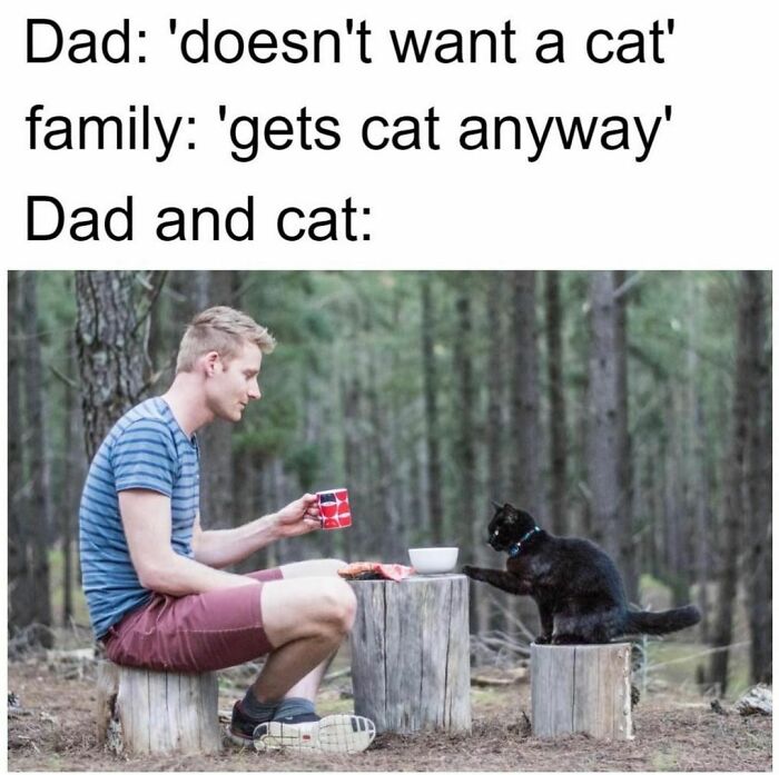 Best-Funny-Cat-Memes-Jokes