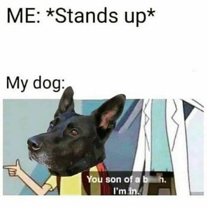 Funny-Relatable-Animal-Memes