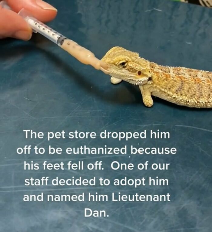 Funny-Relatable-Animal-Memes