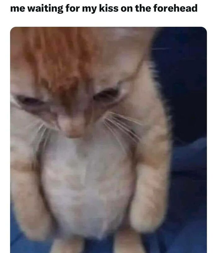 Hilarious-Sarcasm-Memes