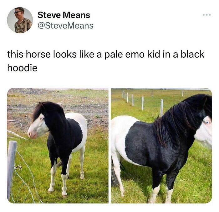 Funny-Relatable-Animal-Memes