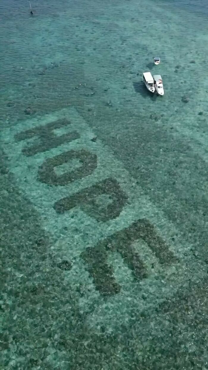 Full Recovery For A Lifeless Coral Reef Within 4 Years, Study Finds Full Recovery For A Lifeless Coral Reef Within 4 Years, Study Finds