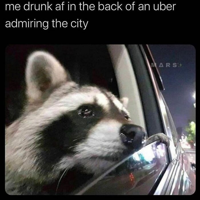 Funny-Relatable-Animal-Memes