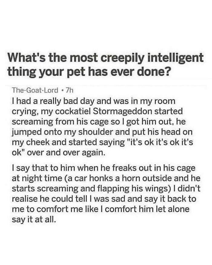 Funny-Relatable-Animal-Memes