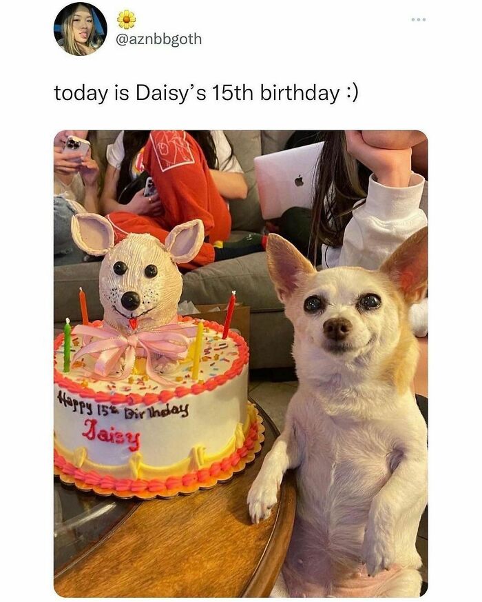 Funny-Relatable-Animal-Memes