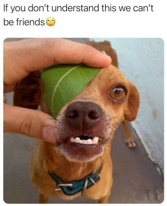 Hilarious-Sarcasm-Memes